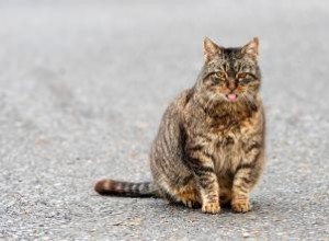 À quoi s attendre pendant une grossesse de chat 