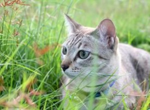 Ce que vous devez savoir sur la toxoplasmose et les chats 