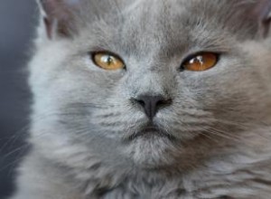 Pourquoi les yeux des chats changent-ils de couleur ? 