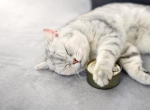 14 meilleurs aliments humides pour chats pour le chat le plus sain 