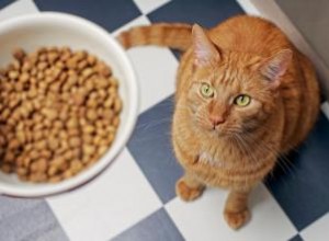 15 meilleurs aliments secs pour chats avec une nutrition optimale 