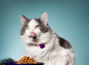 26 meilleurs aliments pour chats sur le marché pour tous les besoins 