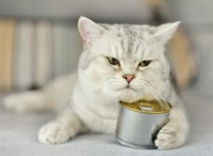 7 aliments qui rendent les chats malades 