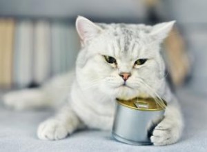 Calculer la quantité de nourriture en conserve pour nourrir un chat 