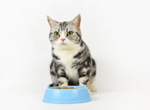 Ingrédients et options d aliments pour chats adaptés aux diabétiques 