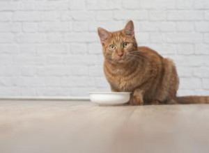 Avis sur la nourriture pour chats Science Diet 