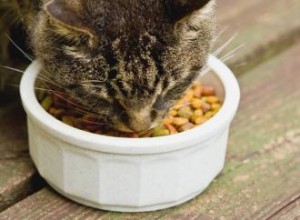 Quelle est la meilleure alimentation pour les chats ? 