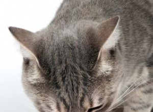 Que dois-je nourrir un chat âgé ? 