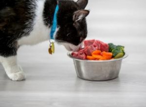 Quels aliments de table les chats peuvent-ils manger ? 