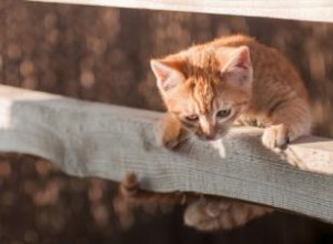 8 échecs hilarants du saut de chaton 