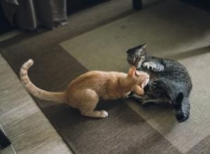 Vidéos drôles de chats qui se battent 