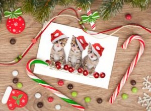 Où trouver des cartes de Noël avec des photos de chaton 