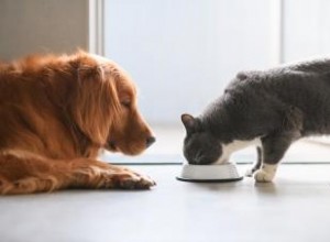 Stations d alimentation pour chats à l épreuve des chiens 