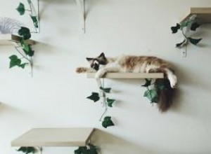 Options pour étagères murales et perchoirs pour chat 