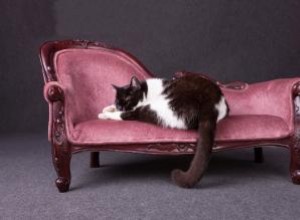 Options pour les lits et les meubles de luxe pour chats 