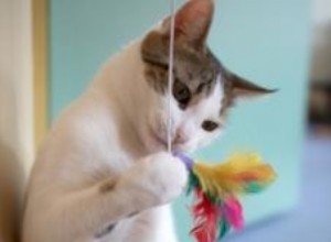 Types de jouets pour chats avec canne à pêche et comment fabriquer les vôtres 