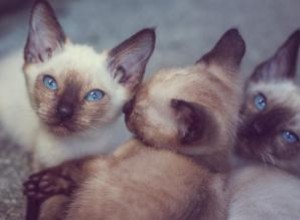 Aperçus d une chatterie siamoise dans le Kentucky 