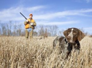 Plus de 100 noms de chiens de chasse pour votre compagnon intelligent 