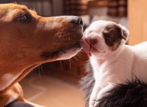 11 étapes importantes du chiot à chérir au fur et à mesure que votre chien grandit 