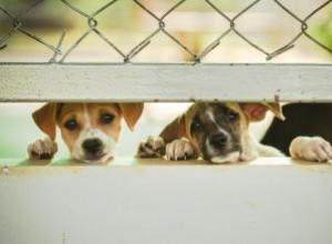 11 signes qu un chiot vient d une usine à chiots 