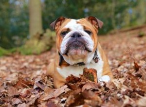 110 noms de bouledogues anglais mémorables 