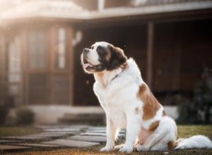 120 noms de chiens allemands puissants et leurs significations particulières 