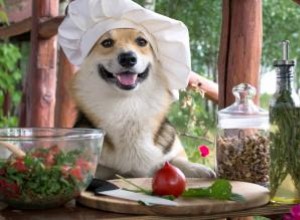 120+ noms de chiens italiens qui sont Benvoluto 