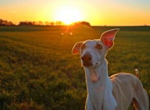 125 + meilleurs noms de chiens espagnols pour hommes et femmes 