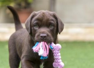 Plus de 200 noms de chiots Chocolate Lab aussi doux qu ils le sont 