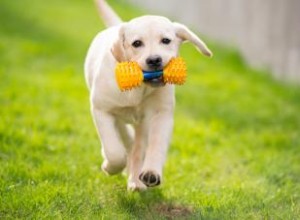 201 noms de laboratoire jaune pour votre charmant nouveau chiot 