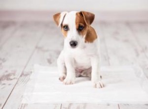 4 façons efficaces d éliminer l odeur d urine de la fourrure de chiot 