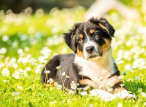 77 noms de chiots uniques pour votre chiot sur un million 