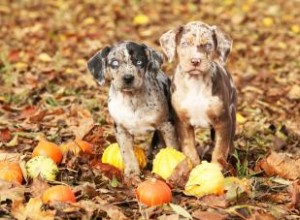 Chiots Catahoulas 