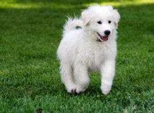 Guide des chiots des Grandes Pyrénées 