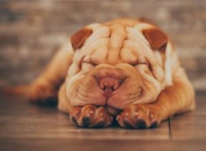 Guide des chiots Shar Pei miniatures 