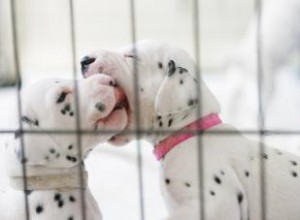 Faits et statistiques déchirants sur les usines à chiots 