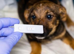 Remède à la maison pour Puppy Parvo 