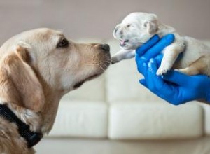 Étapes clés du chiot que chaque propriétaire d animal devrait connaître 