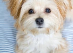 Faits et vidéos sur les chiots Morkie 