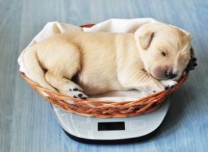 Tableaux de poids des chiots imprimables 