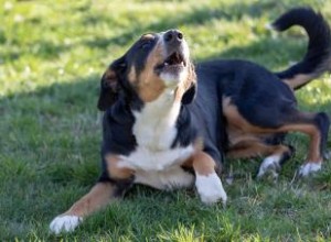 Comprendre le comportement dominant du chiot 