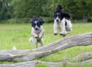 Quand votre chiot se calmera-t-il ? Réponses Plus Conseils 