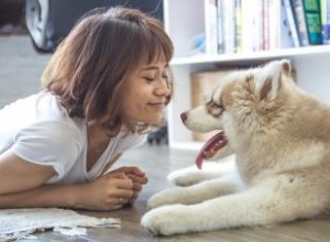 15 astuces géniales pour les propriétaires de chiens 