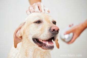 15 astuces géniales pour les propriétaires de chiens 