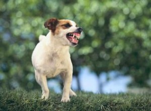 Faire face à un terrier agressif 