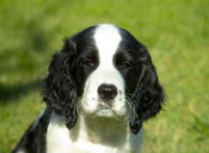 Problèmes d agression de chien et commande de pack 