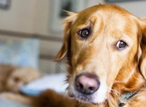 Médicaments contre l anxiété chez le chien :tenants et aboutissants pour calmer un chien 