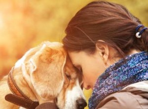 De plus en plus de preuves que votre chien vous aime vraiment 