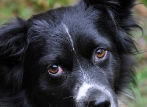 Symptômes et déclencheurs courants de la dépression chez les chiens 