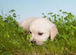 Théories sur les raisons pour lesquelles les chiens mangent de l herbe 